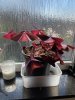 IMG_2131.jpeg
