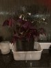 IMG_2134.jpeg