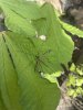 IMG_1300.jpeg